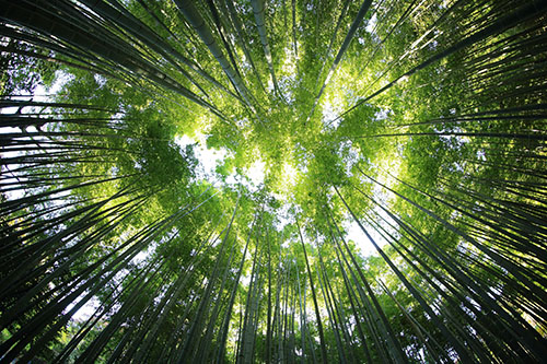 5 Sustainability Principles That Guide Everything We Do at Belief